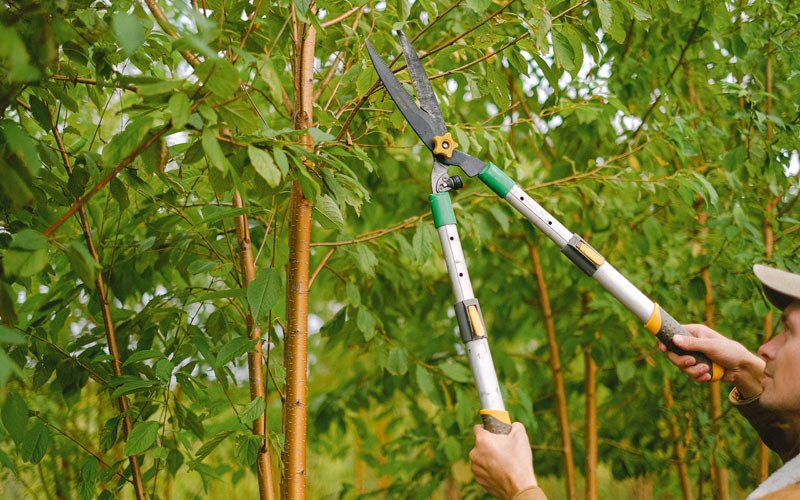 Tree trimming in Earlsboro, OK