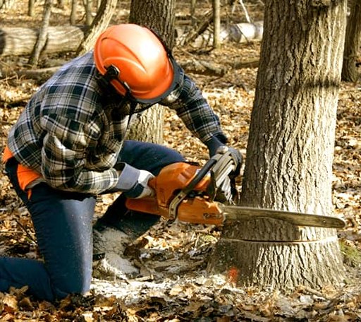 Tree Removal in Earlsboro, OK